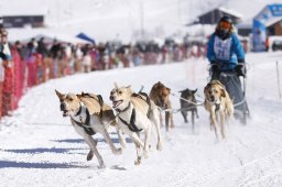 Lenk 2013
